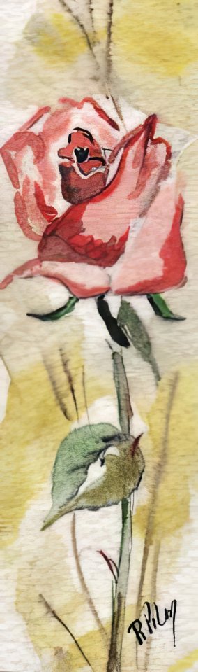 signet_rose