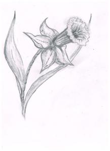 Jonquille